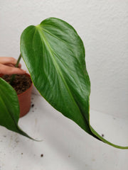 Monstera Burle Marx Flame Stecklinge