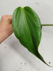 Monstera Burle Marx Flame Stecklinge