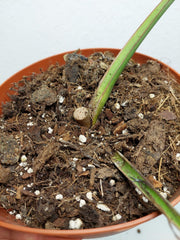 Monstera Burle Marx Flame Stecklinge
