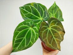 Anthurium Crystallinum Variegata
