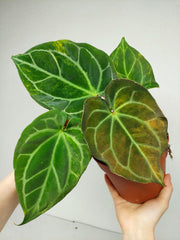 Anthurium Crystallinum Variegata