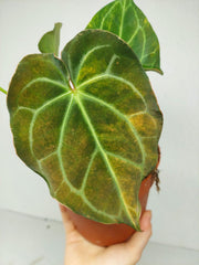 Anthurium Crystallinum Variegata