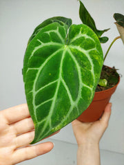 Anthurium Crystallinum Variegata