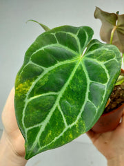 Anthurium Crystallinum Variegata