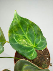 Anthurium Crystallinum Variegata
