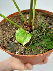 Anthurium Crystallinum Variegata
