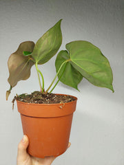 Anthurium Crystallinum Variegata