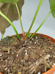 Anthurium Crystallinum Variegata
