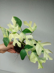 Raphidophora Tetrasperma Mint Variegata