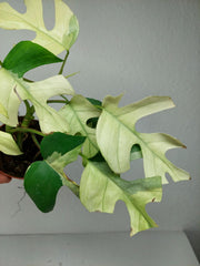 Raphidophora Tetrasperma Mint Variegata