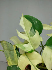 Raphidophora Tetrasperma Mint Variegata
