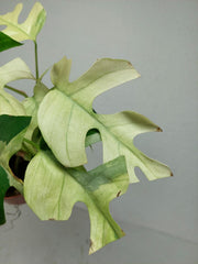 Raphidophora Tetrasperma Mint Variegata