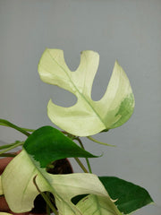 Raphidophora Tetrasperma Mint Variegata