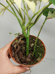 Raphidophora Tetrasperma Mint Variegata