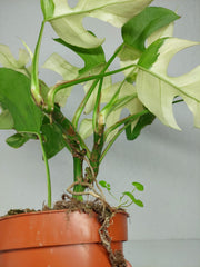 Raphidophora Tetrasperma Mint Variegata