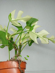 Raphidophora Tetrasperma Mint Variegata