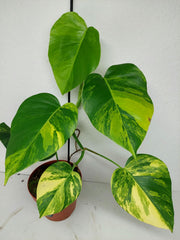 Monstera Aurea