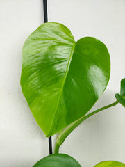 Monstera Aurea