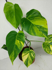 Monstera Aurea