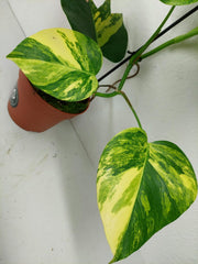Monstera Aurea