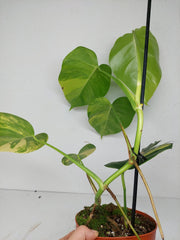Monstera Aurea