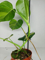 Monstera Aurea