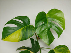 Monstera Aurea Stecklinge