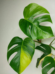 Monstera Aurea Stecklinge