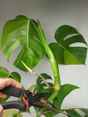 Monstera Aurea Stecklinge