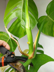 Monstera Aurea Stecklinge