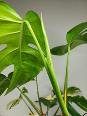 Monstera Aurea Stecklinge