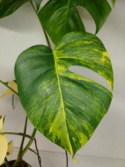 Monstera Aurea Stecklinge