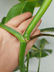 Monstera Aurea Stecklinge