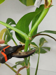 Monstera Aurea Stecklinge