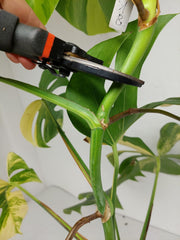 Monstera Aurea Stecklinge