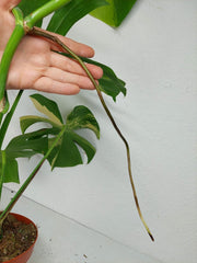Monstera Aurea Stecklinge