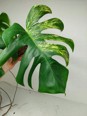 Monstera Aurea Stecklinge