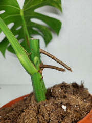 Monstera Aurea Stecklinge
