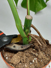 Monstera Aurea Stecklinge