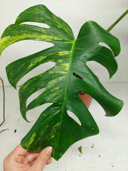 Monstera Aurea Stecklinge