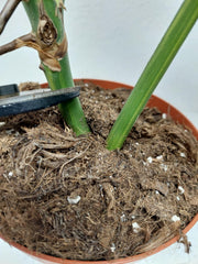 Monstera Aurea Stecklinge