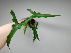 Alocasia Sabrina Aurea Variegata