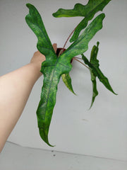 Alocasia Sabrina Aurea Variegata