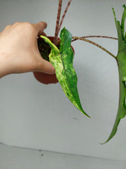 Alocasia Sabrina Aurea Variegata