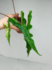 Alocasia Sabrina Aurea Variegata