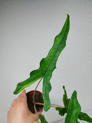 Alocasia Sabrina Aurea Variegata