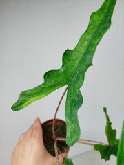 Alocasia Sabrina Aurea Variegata
