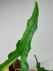 Alocasia Sabrina Aurea Variegata