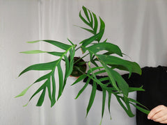 Monstera Croatii