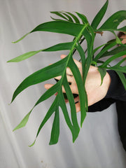 Monstera Croatii